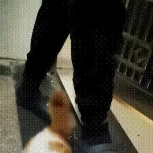 被主人拴着的猫,被邻居拴在楼道的小猫咪