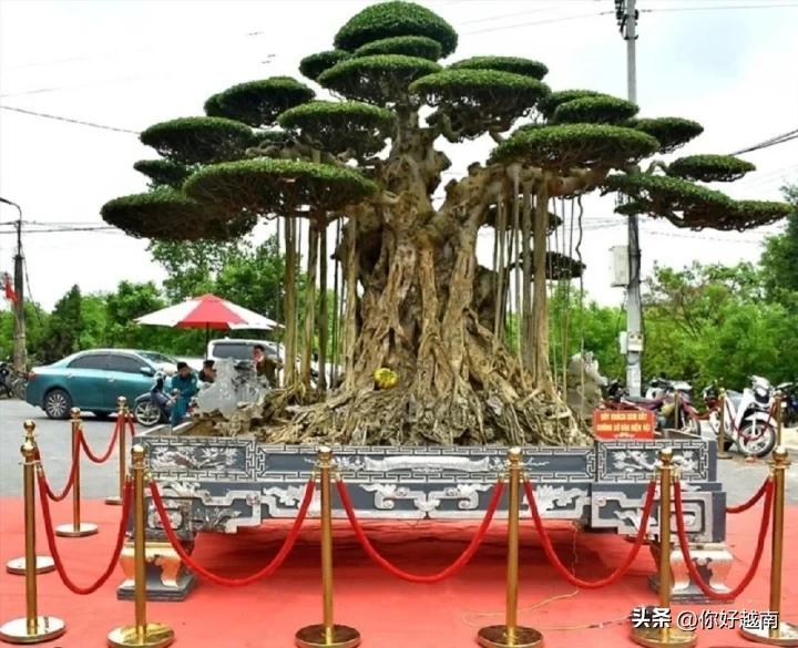 越南顶级盆景图片大全,越南价值上亿的盆景