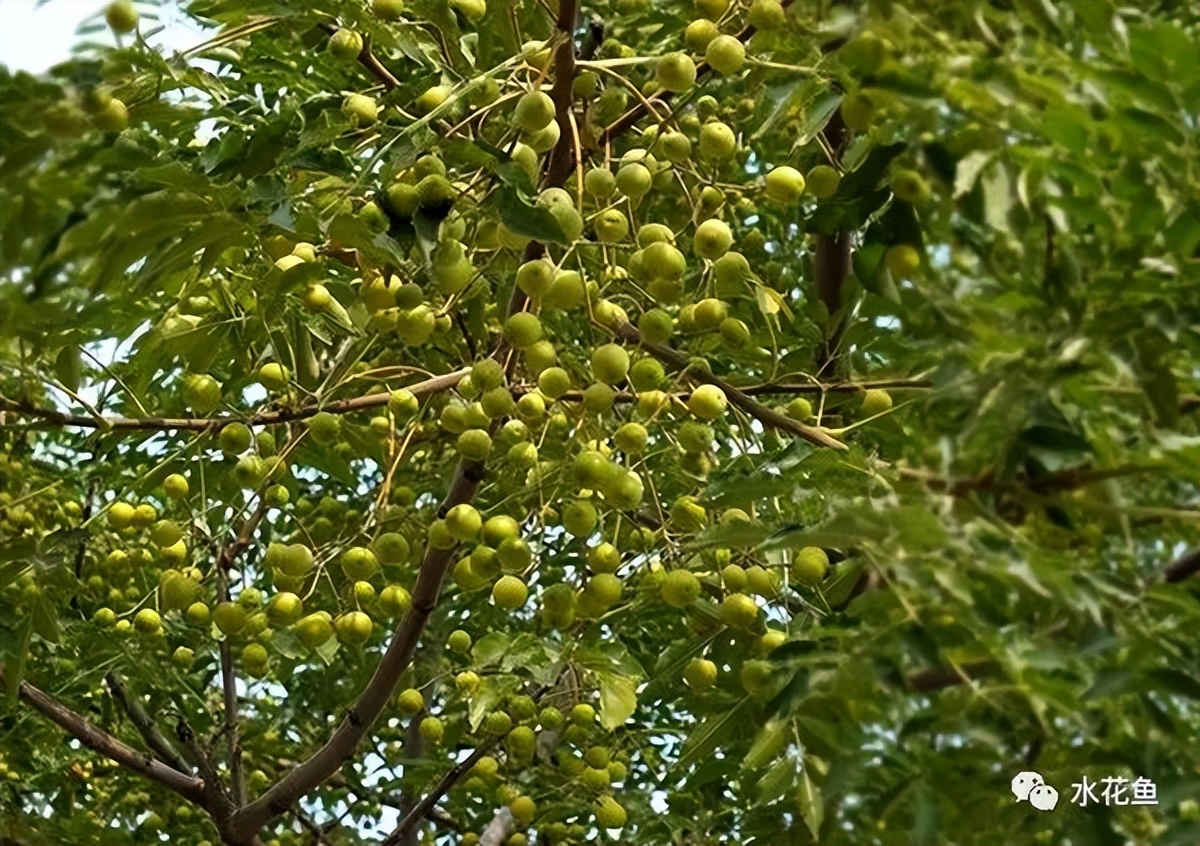 12种水产病害防治,你对水产动物病害的初步认识