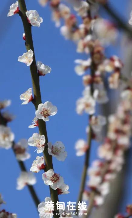 武汉气温回升,武汉气温回暖最新消息