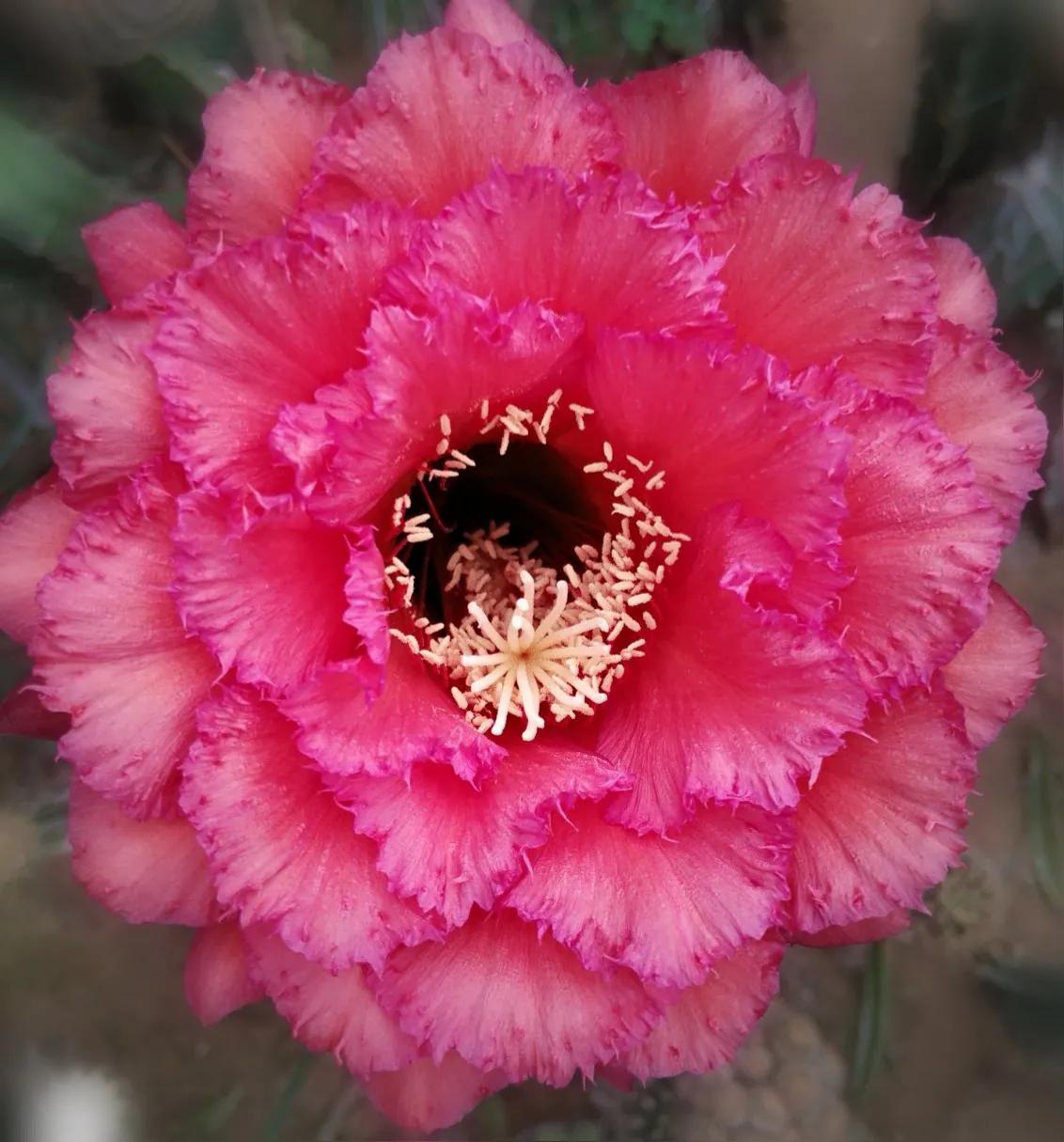 一花一世界一念一佳人的图片,一花一世界一叶一春秋图片