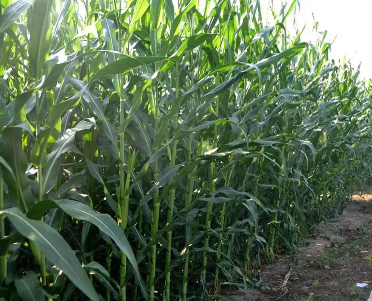 成都移植玉米苗全过程,成都玉米移栽原视频