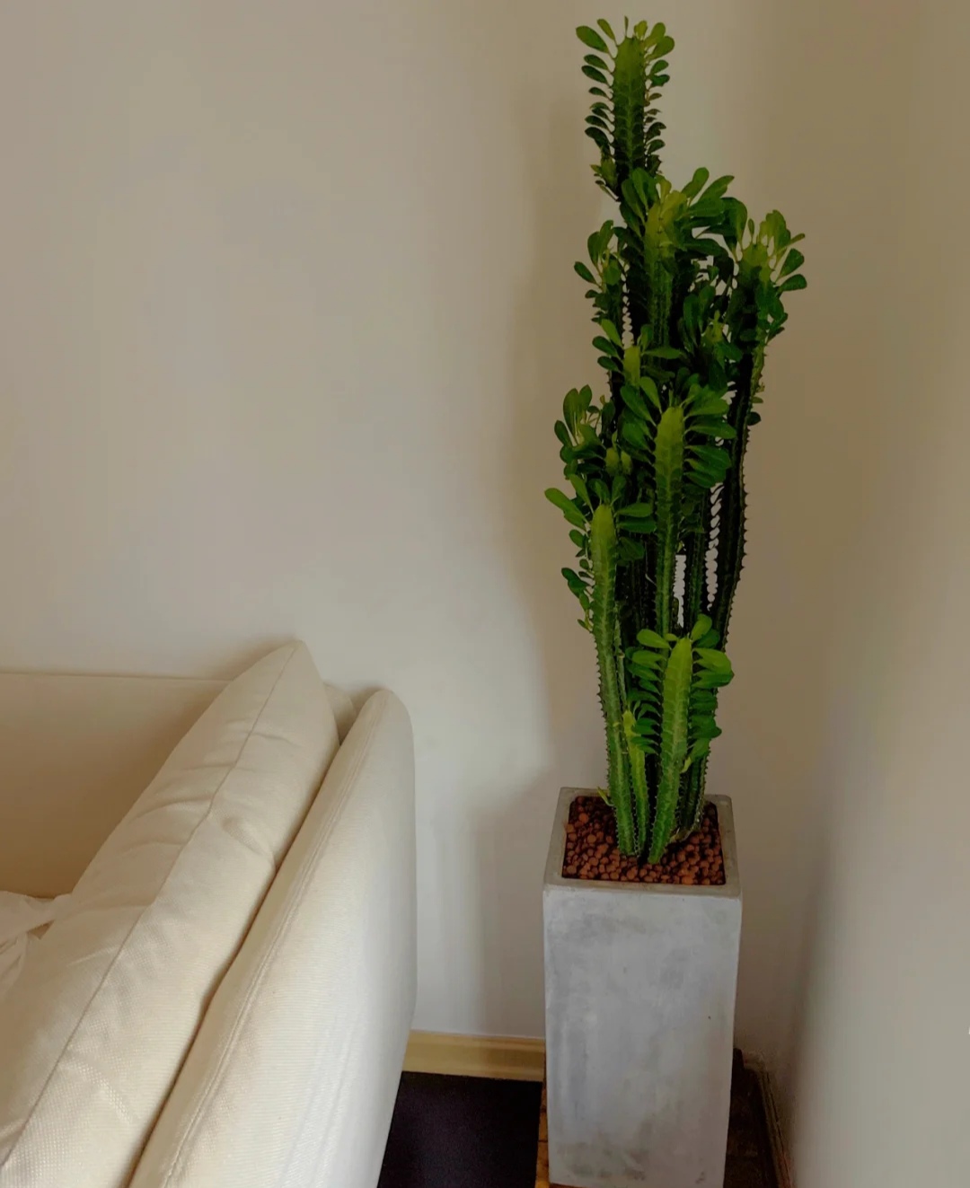 养人旺家聚福气的花,什么花让人心情愉悦又好养