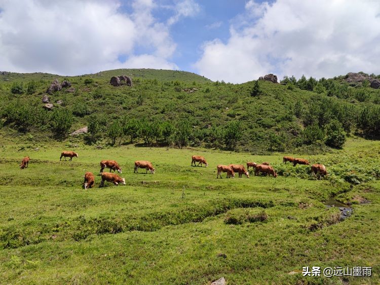 蓝天白云绿草间,蓝天白云草原绿草茵茵风景秀丽
