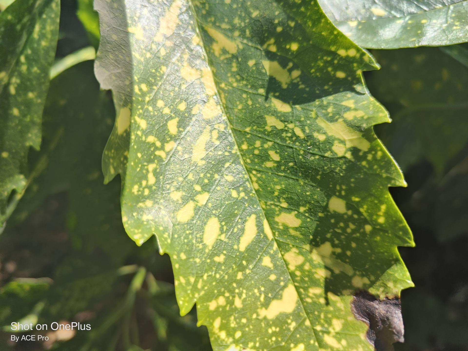 一加acepro学生,一加acepro原神评测