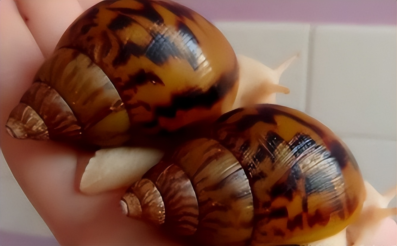 10岁孩子总头疼，发现是大脑异常？医生提醒：小孩别玩非洲大蜗牛