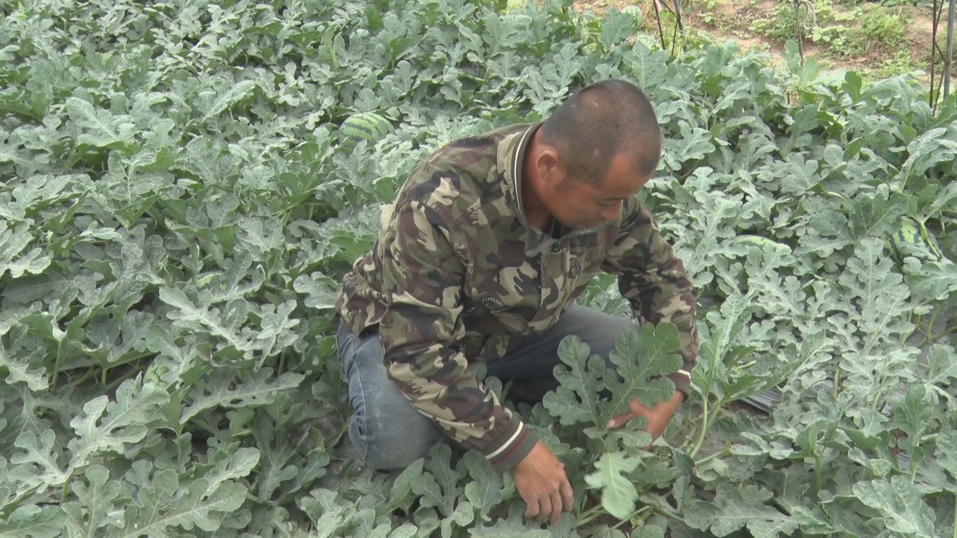 辽宁新民市姚堡乡,新民市姚堡乡