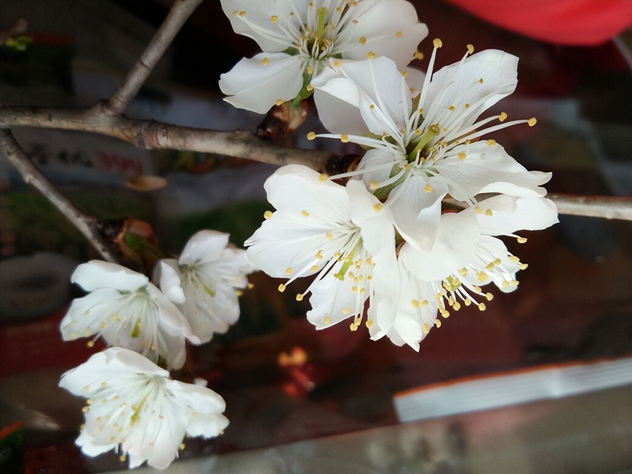 荔枝里面的虫子吃了对人体有害吗,现在胖东来荔枝还有没有虫子