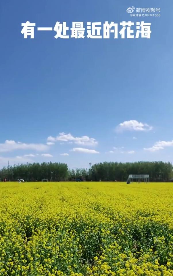 北京周边探秘京城最美油菜花海,北京油菜花必去的地方