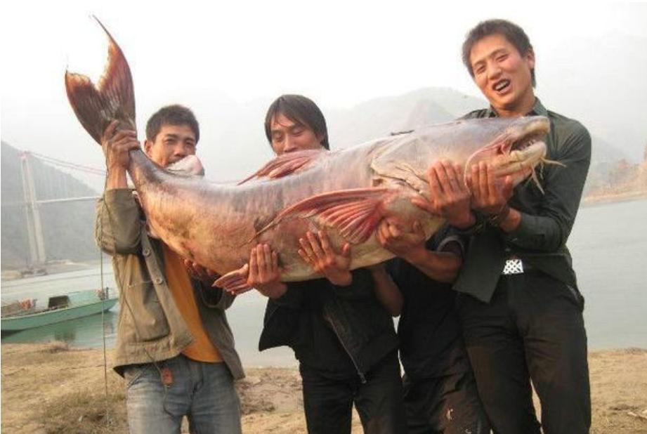 在印度是吃人水怪,在云南就是道菜!快要消失的面瓜鱼有多好吃?