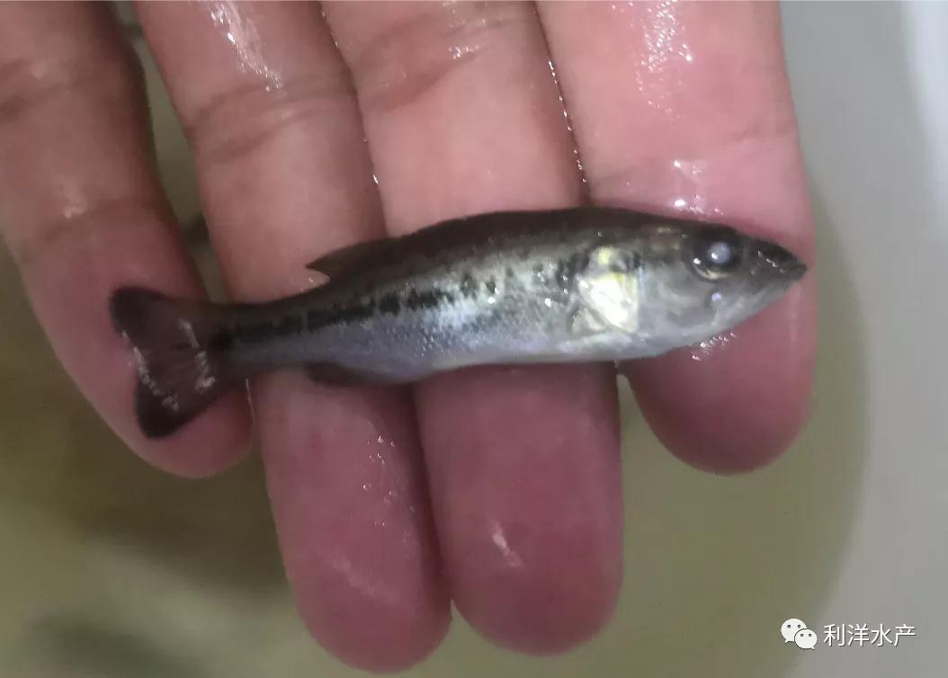 杀虫以后鲈鱼肝脏发黄,杀虫后鱼的状态很差