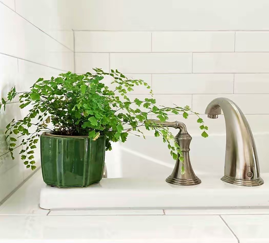 卫生间可养“6种花”，耐阴好养，吸收水分杀毒灭菌，干净清爽