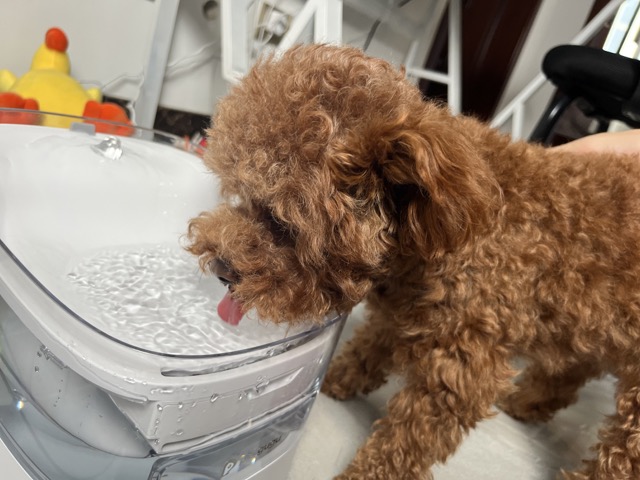 宠咕咕饮水机,宠物智能喂水器测评