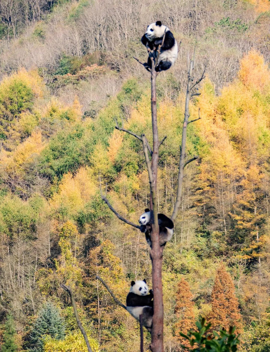 汶川是哪天呢,汶川大地震的威力到底有多强大呢