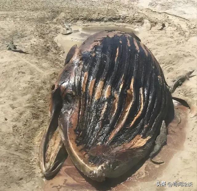 鬣狗捕食动物图片,鬣狗捕杀巨蟒