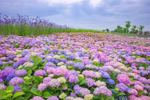 成都有哪些好玩的网红打卡地,成都网红打卡地最新旅游景点