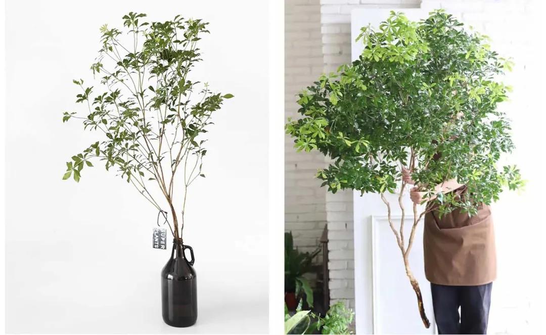 家居绿植可不能随便摆~