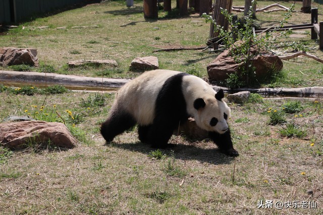 沈阳森林动物园缆车,自驾沈阳森林动物园