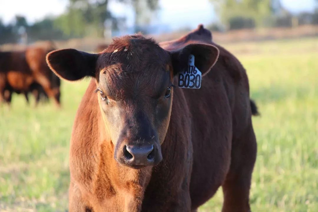 日本和牛的养殖和屠宰,日本和牛残忍养殖