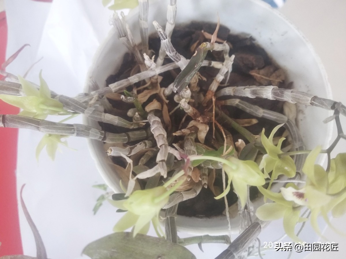 石斛花叶子发黄是什么原因,石斛开花后叶子发黄怎么回事