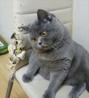 这些“坑人”的猫，你养过没？一个比一个费心