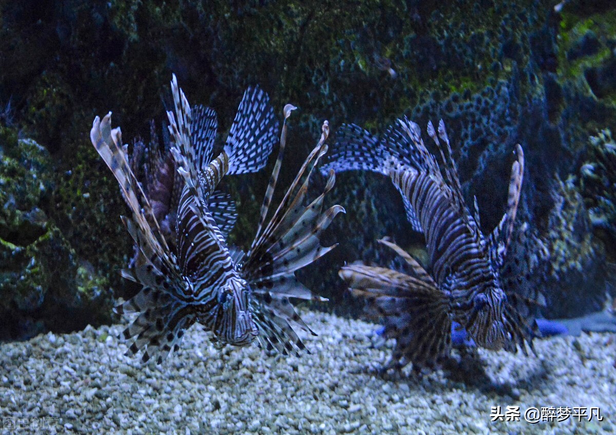 大连老虎滩海洋公园极地馆视频,大连老虎滩海洋公园和发现王国