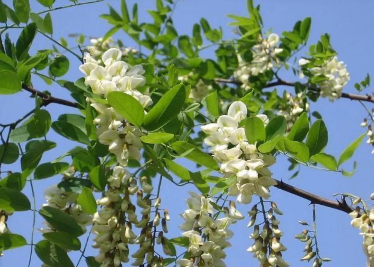 槐花散文美文,散文槐花赏析及点评