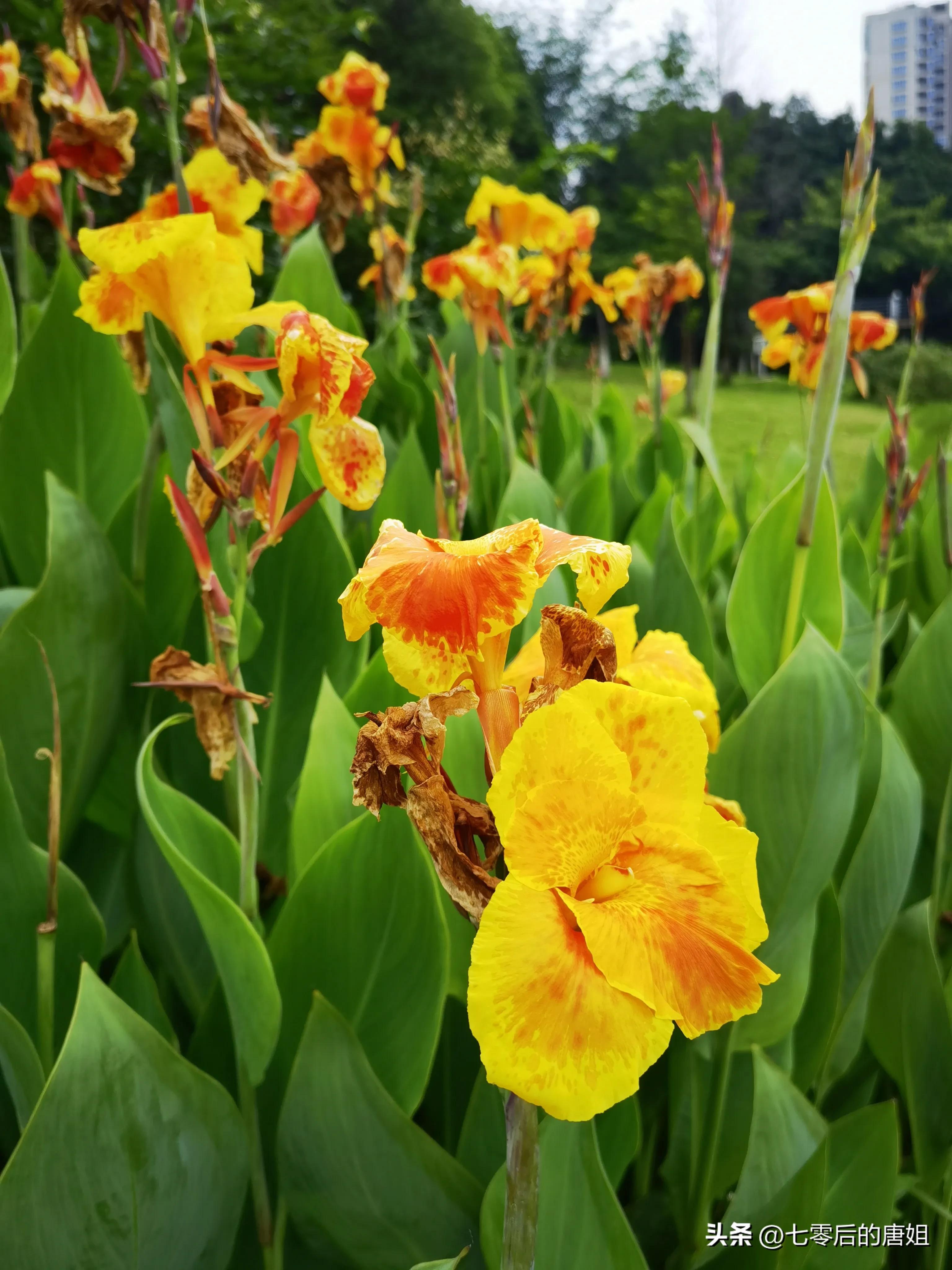 美人蕉花里面甜甜的,秋天的美人蕉花