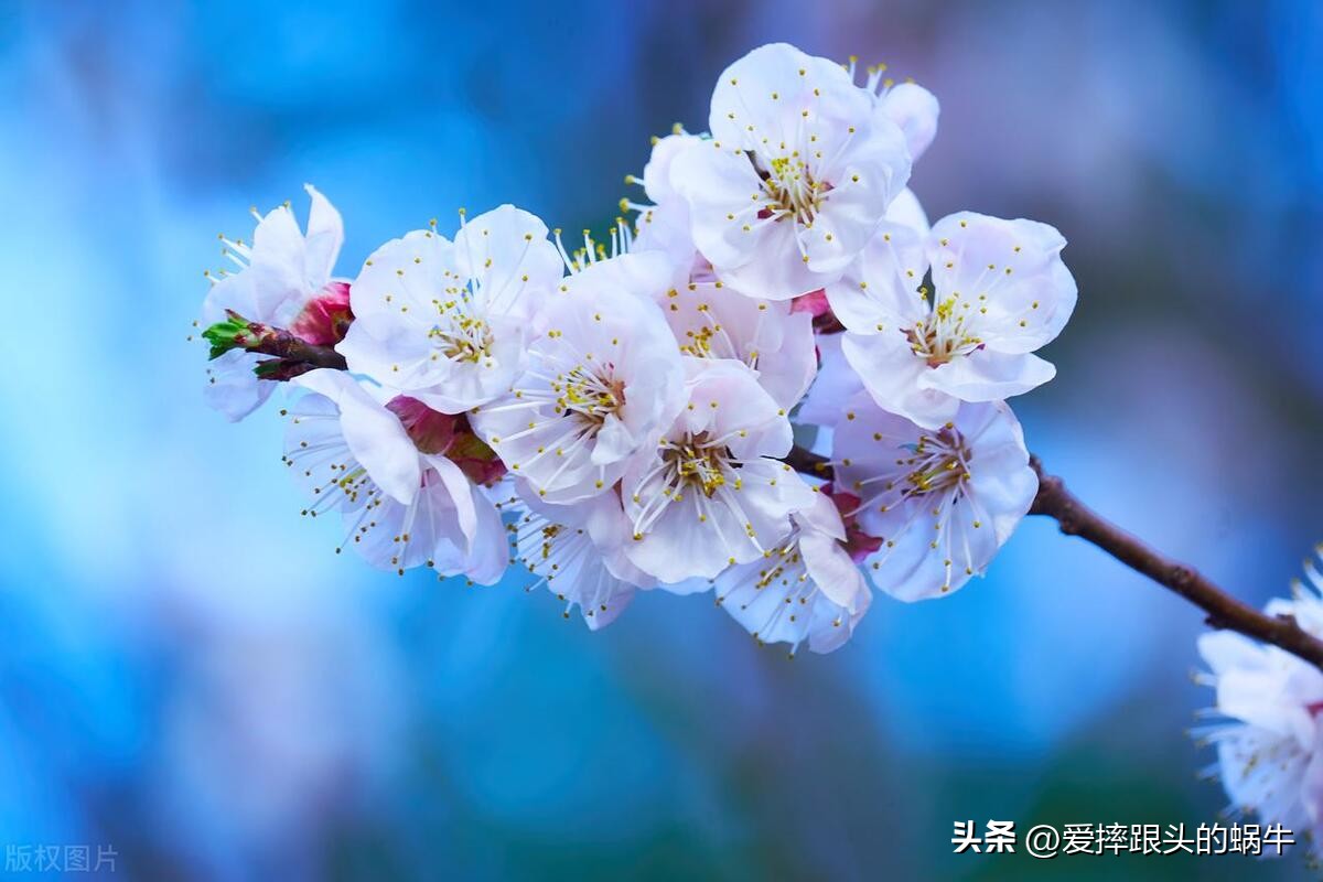 十二花神图谱完整版,工笔画十二花神欣赏