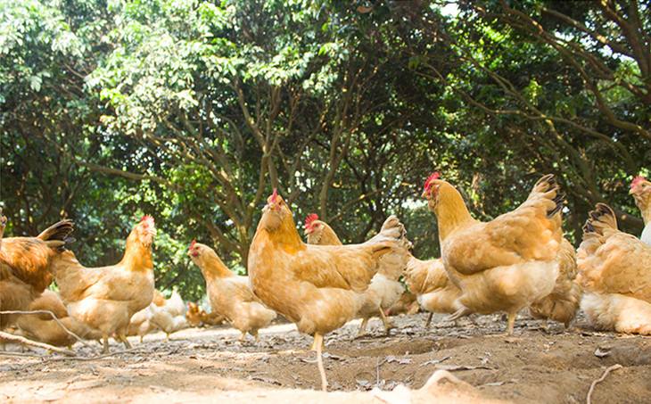 得了鸡痘的鸡还可以吃吗,鸡得了鸡痘需要分开养吗