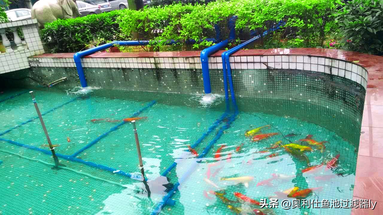 锦鲤鱼缸不喂食可以多久不换水,锦鲤入池三天喂食换水正常吗