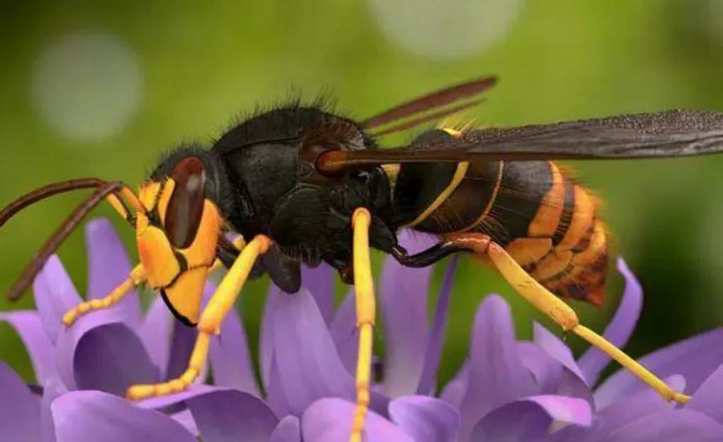 中国十大毒蜂王,十大毒蜂王分别是什么