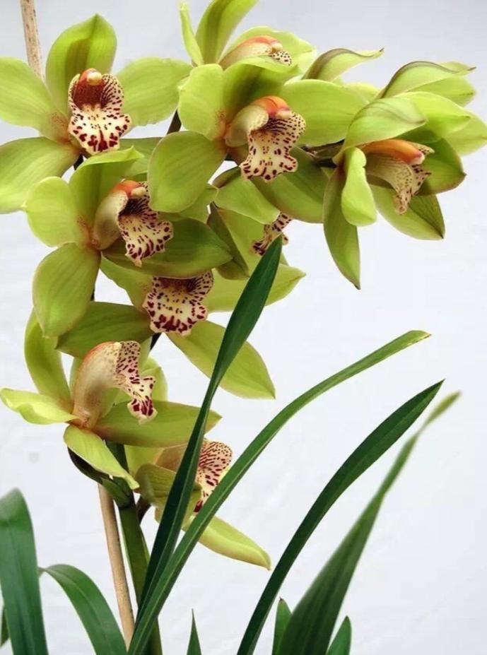 快来看看，兰花的世界真奇妙|壹木星球No.14