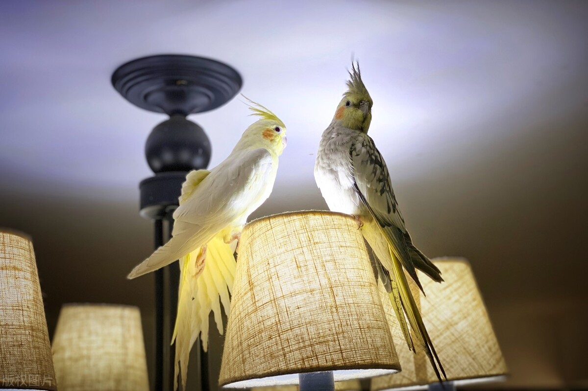 玄凤鹦鹉不爱吃食怎么办？提升鹦鹉食欲的几种方法！