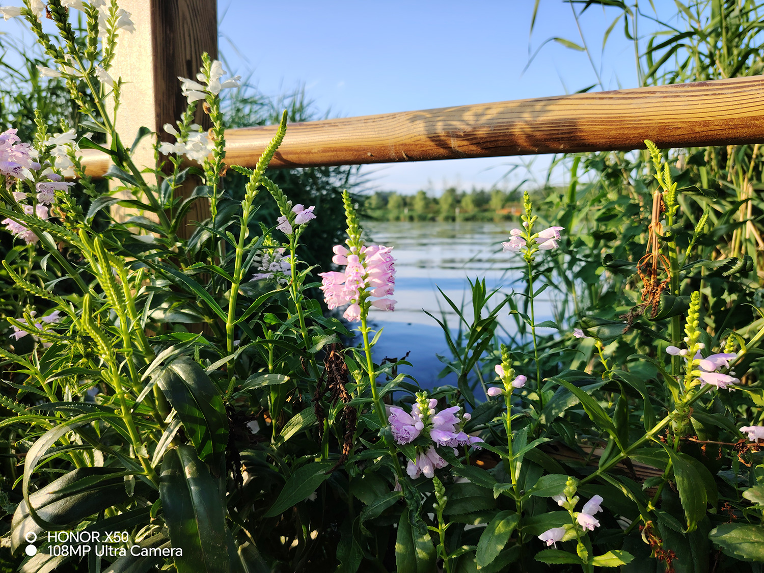 荣耀x50录像自拍镜像,荣耀x50拍照有潜望式长焦吗