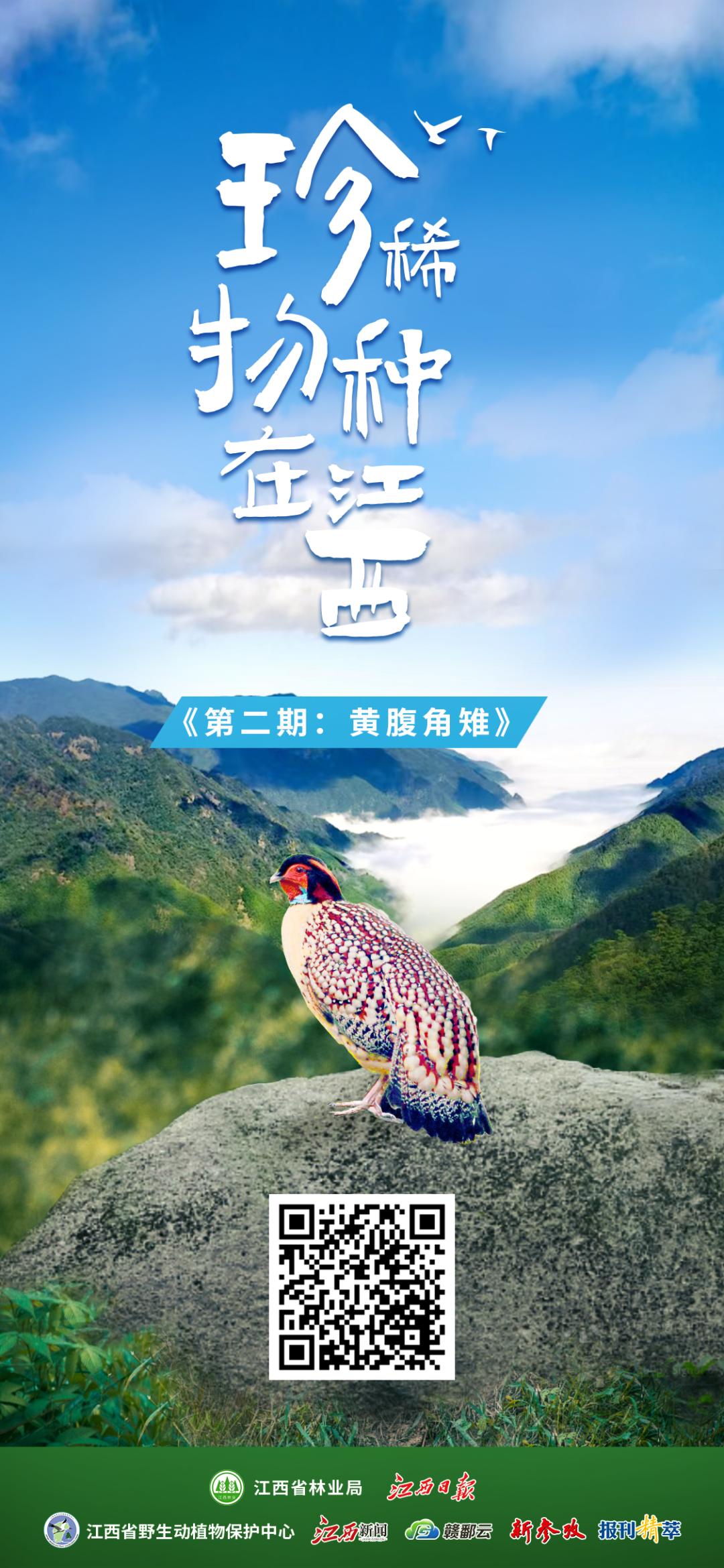 泰酷辣算黑梗吗,泰酷辣靛蓝