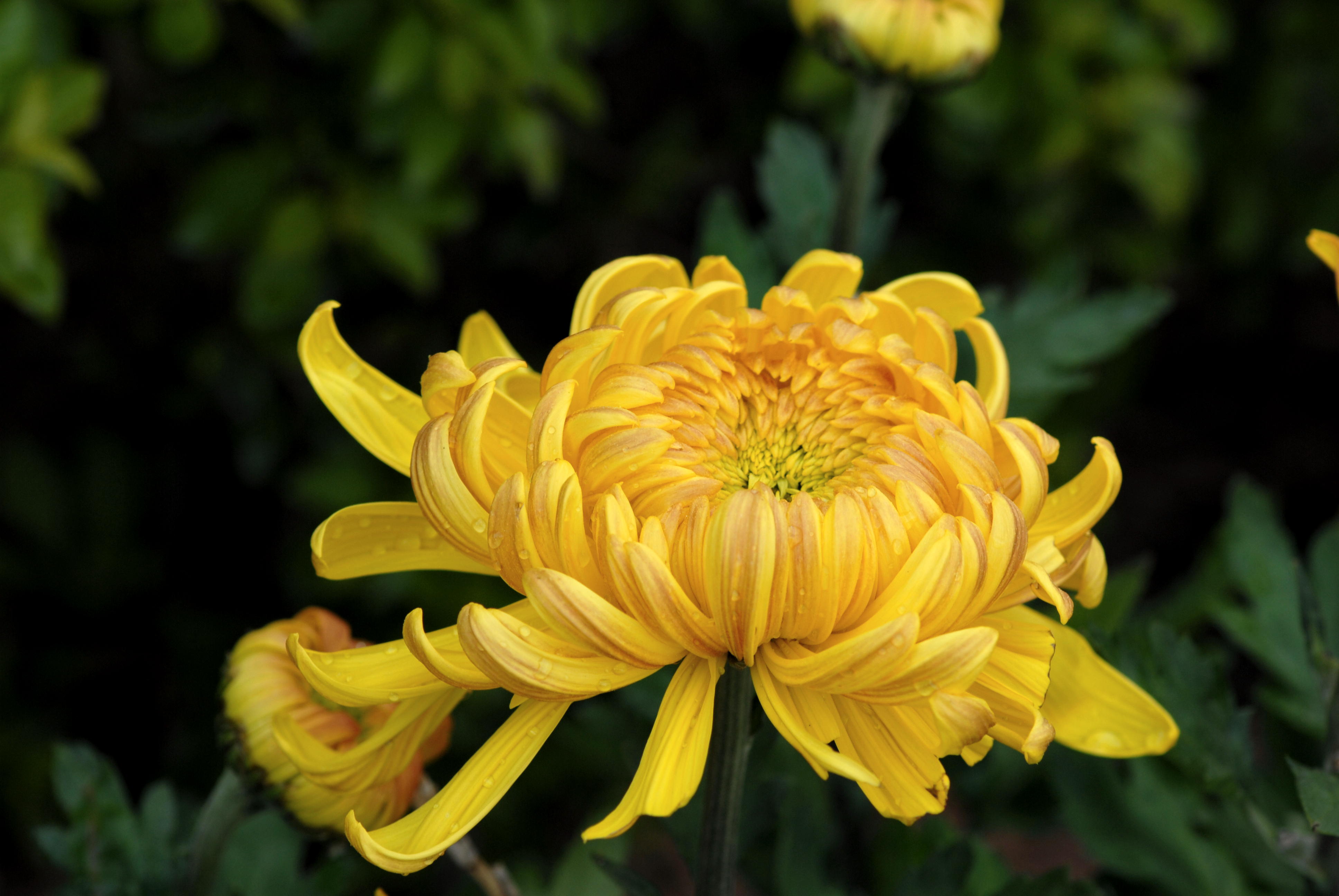 日本国花图片大全,日本的国树和国花