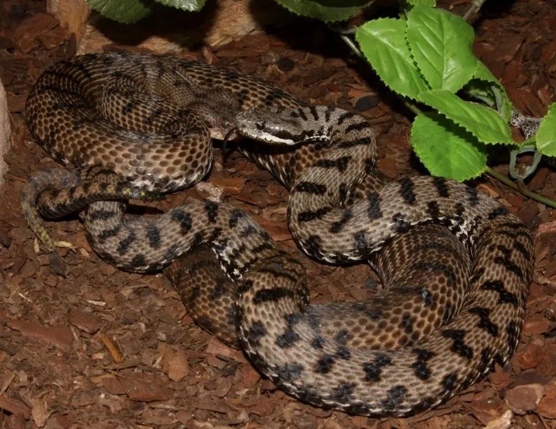 「原来欧洲有这么多种蛇？！」偷师卡塞尔的豢龙大师·下