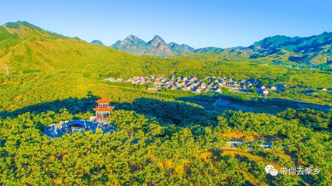 迁西板栗全球认养,迁西县板栗树