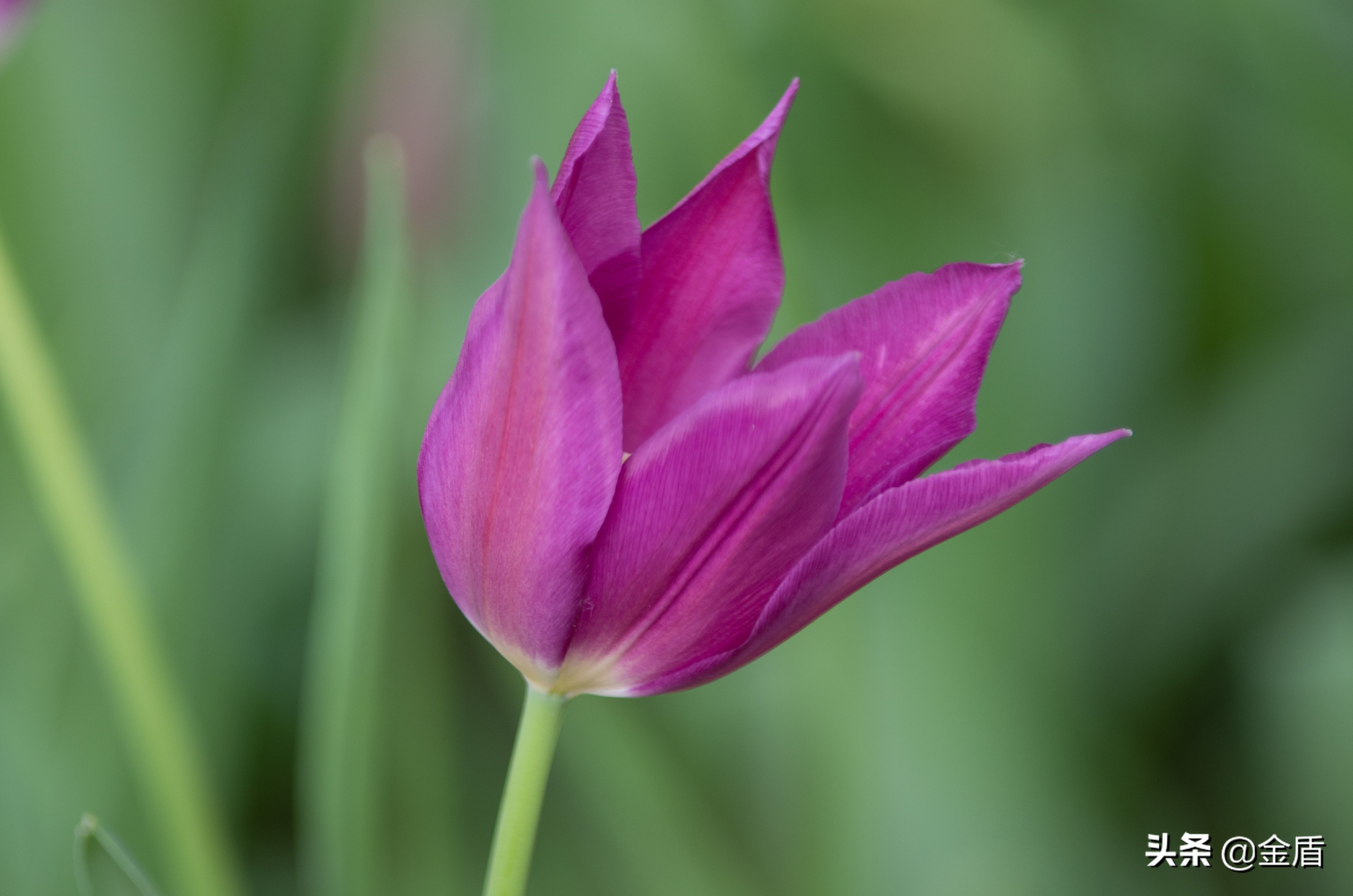 荷兰国花郁金香介绍1500字,荷兰国花是郁金香的原因