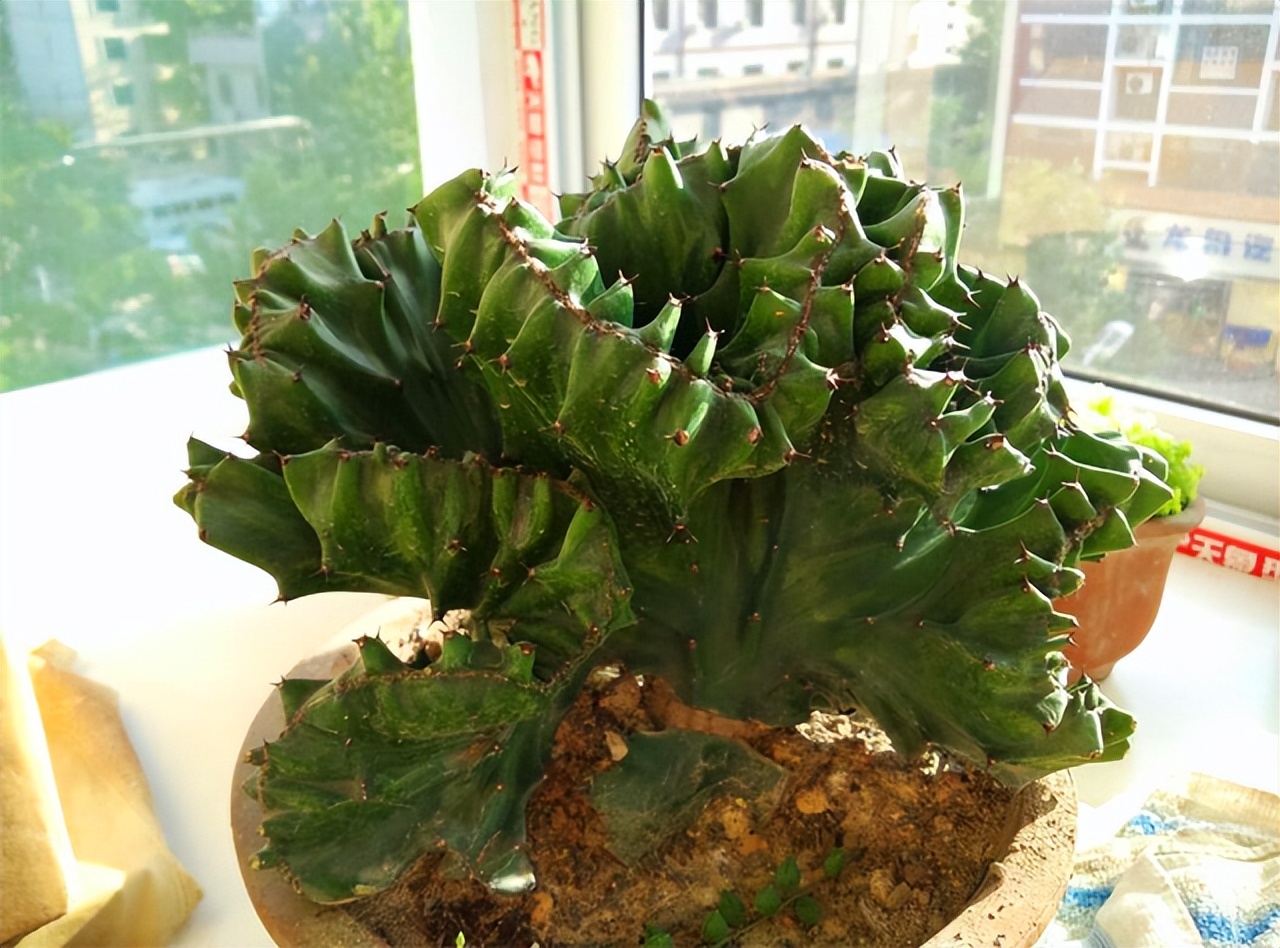 切割6类“多肉”要戴手套，植物汁液“有毒”，容易过敏，小心养