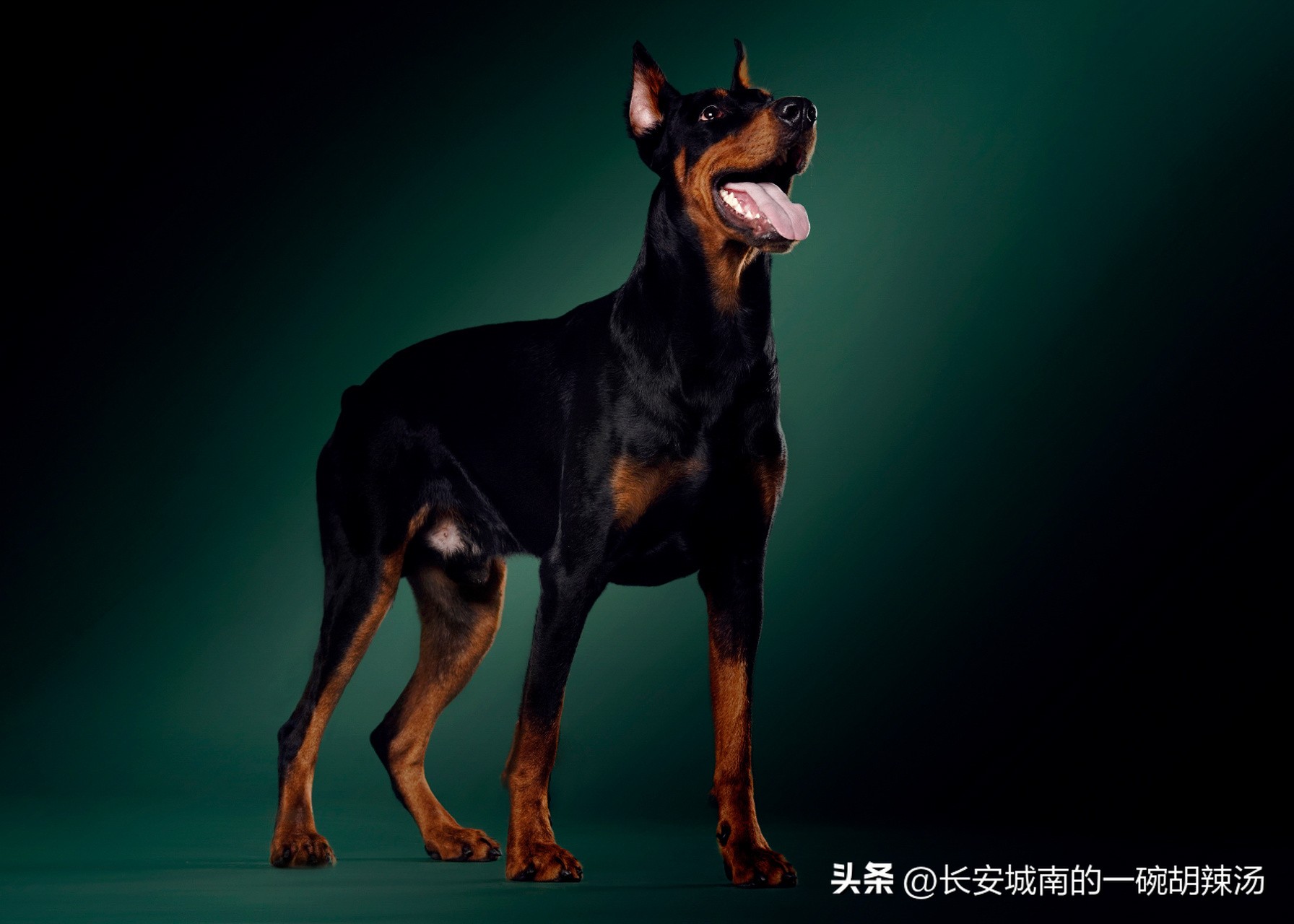 100种名犬价格,世界名犬排名前100图巴哥犬