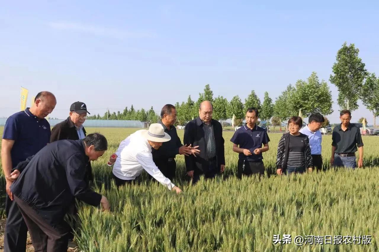 “麦”向酒粮“芯”时代！高产专用小麦天宁58观摩会暨上市发布会顺利举行