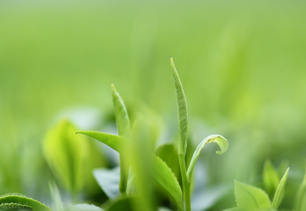 四月底双子金牛星座运势,白羊座和金牛座和双子座