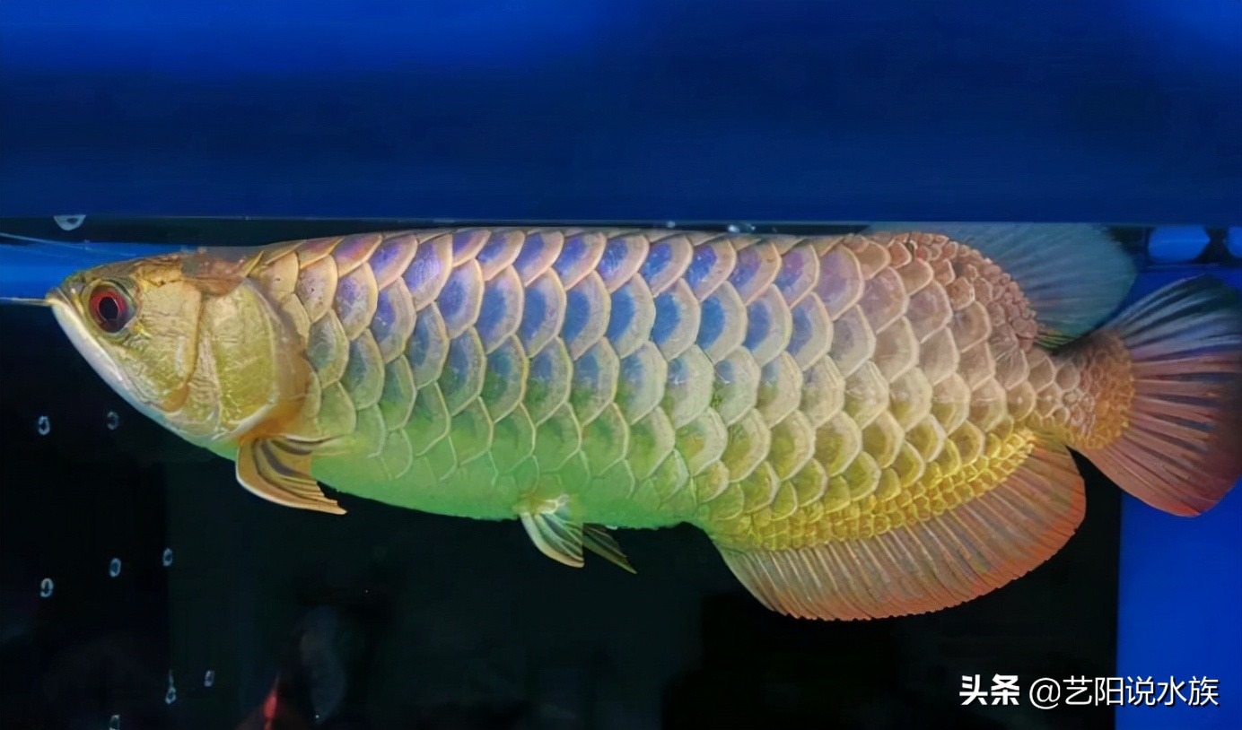 好品质金龙鱼价格,金龙鱼油哪种品质最好