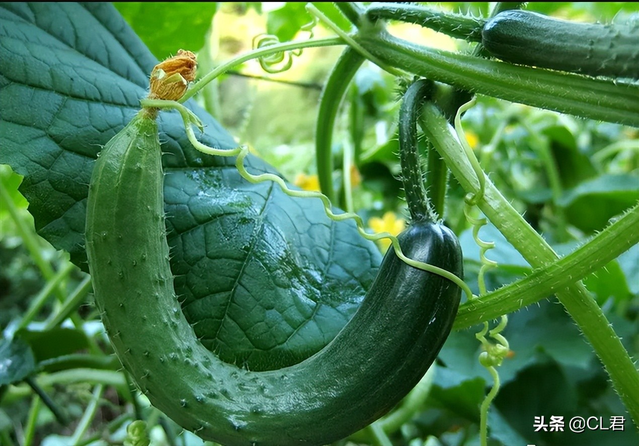 黄瓜“弯瓜”怎么办？老菜农一根牙签就搞定，5步预防法轻松解决