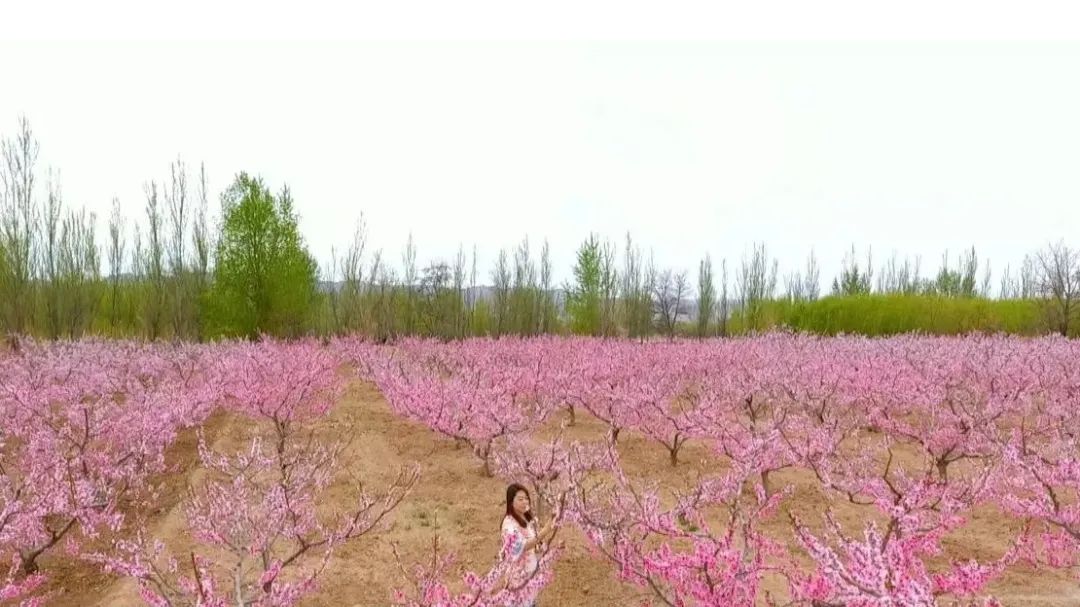 经典桃花古诗词名句大全,桃花的诗句桃之夭夭灼灼其华