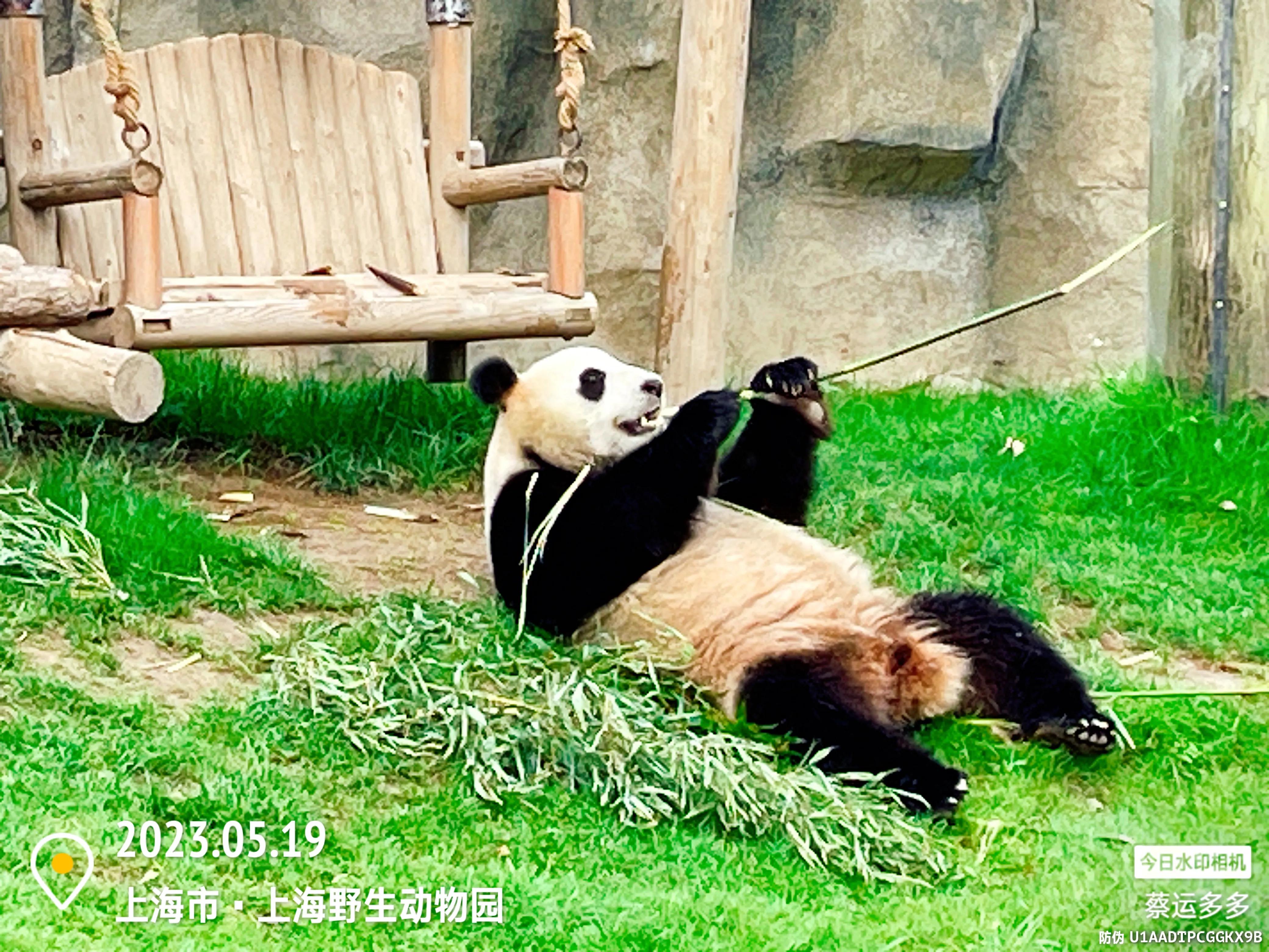 我喜爱的动物是小猫,什么动物招人喜爱