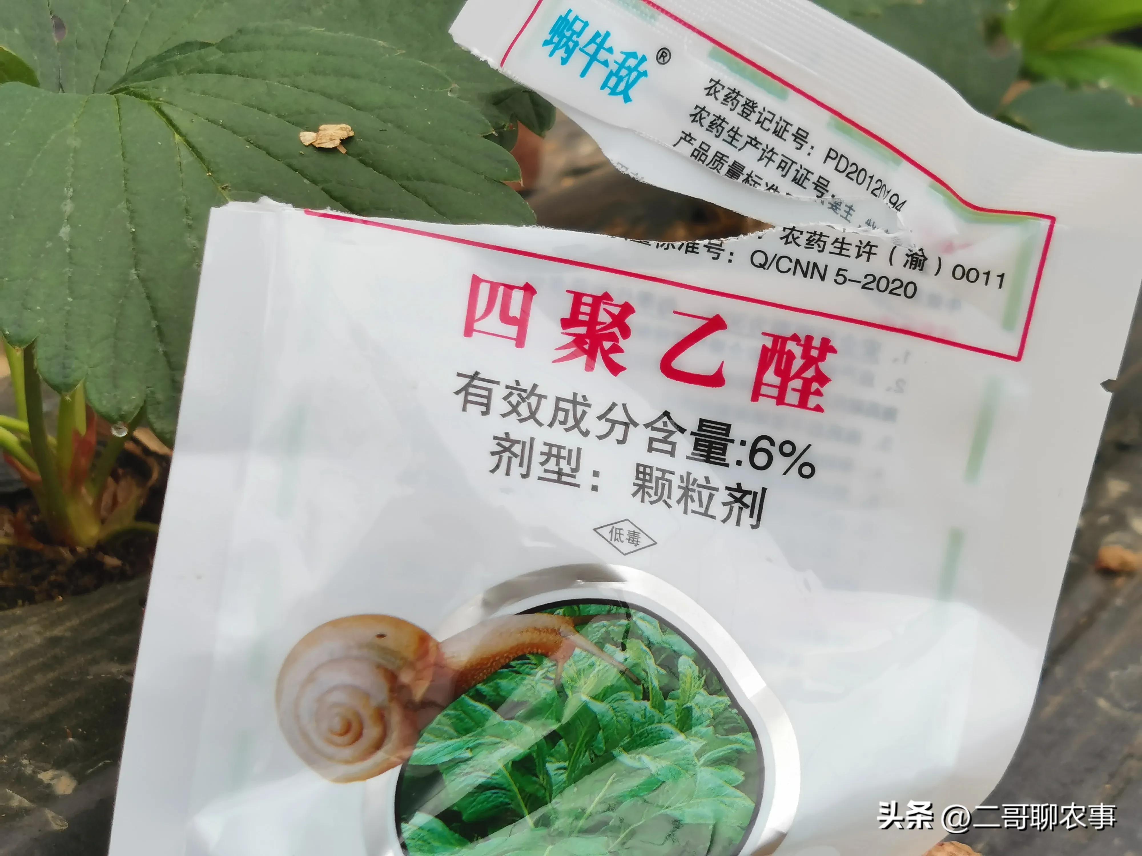 大棚草莓被偷吃视频,大棚草莓果子小怎么办