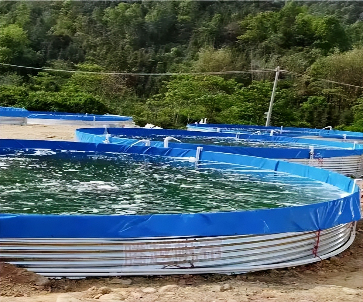 鲟鱼的养殖技巧,鲟鱼规模化池塘养殖技术